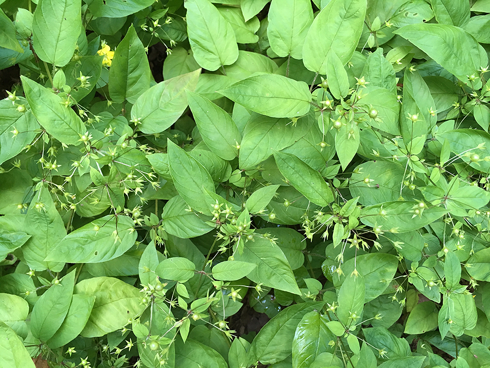 Fringed Loosestrife