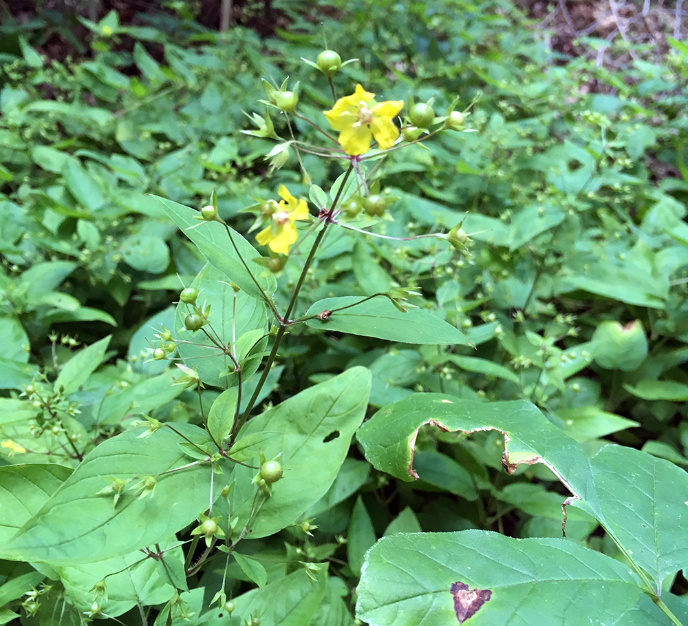 Fringed Loosestrife