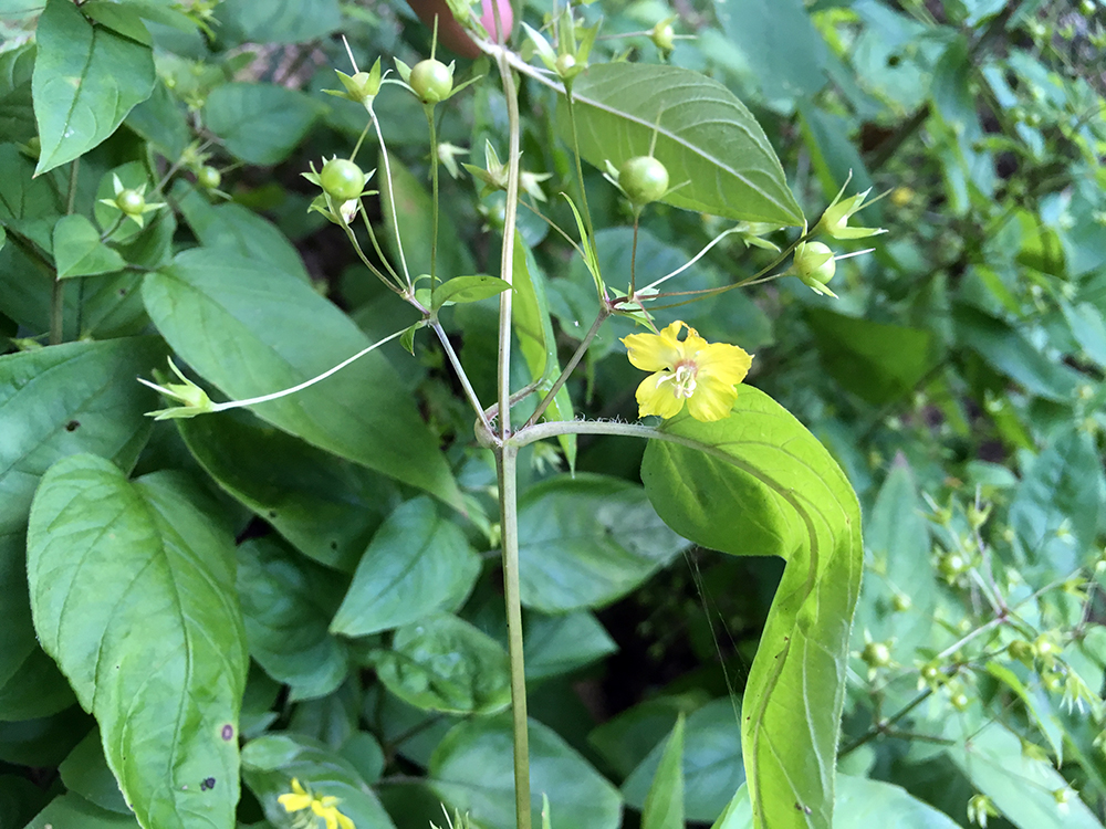 Fringed Loosestrife