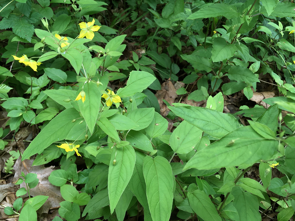 Fringed Loosestrife