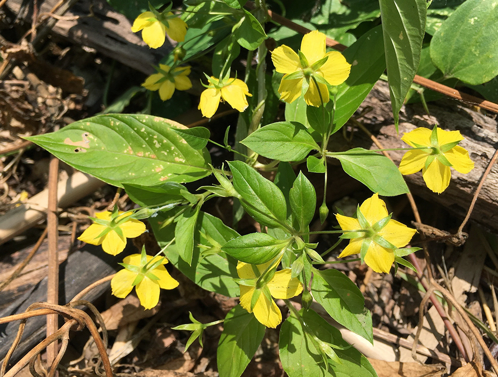 Fringed Loosestrife