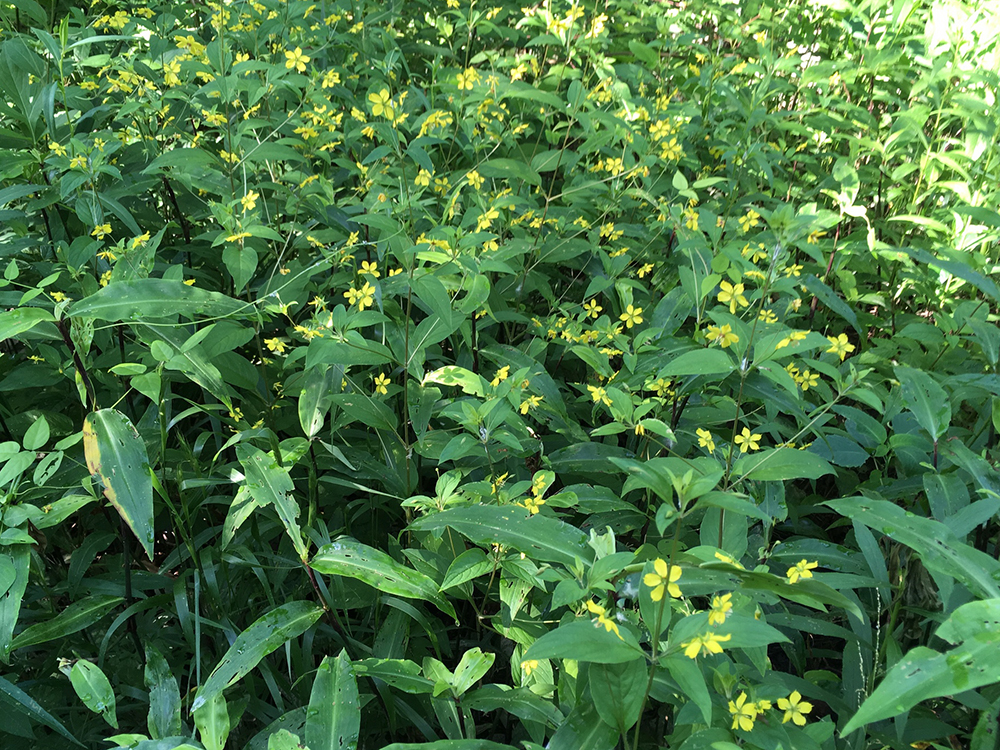 Fringed Loosestrife