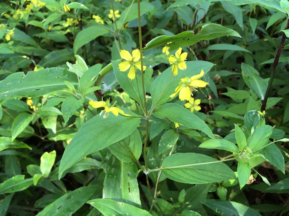 Fringed Loosestrife