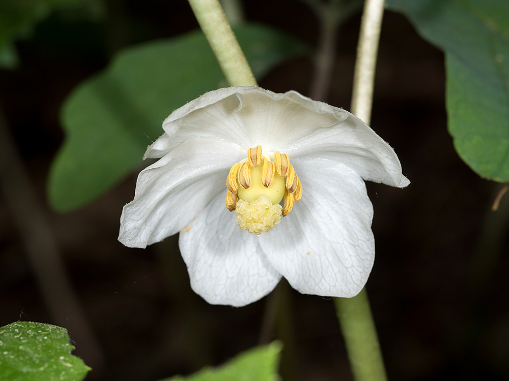 Mayapple