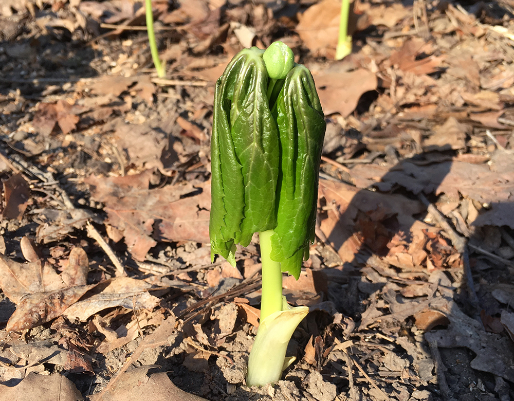 Mayapple