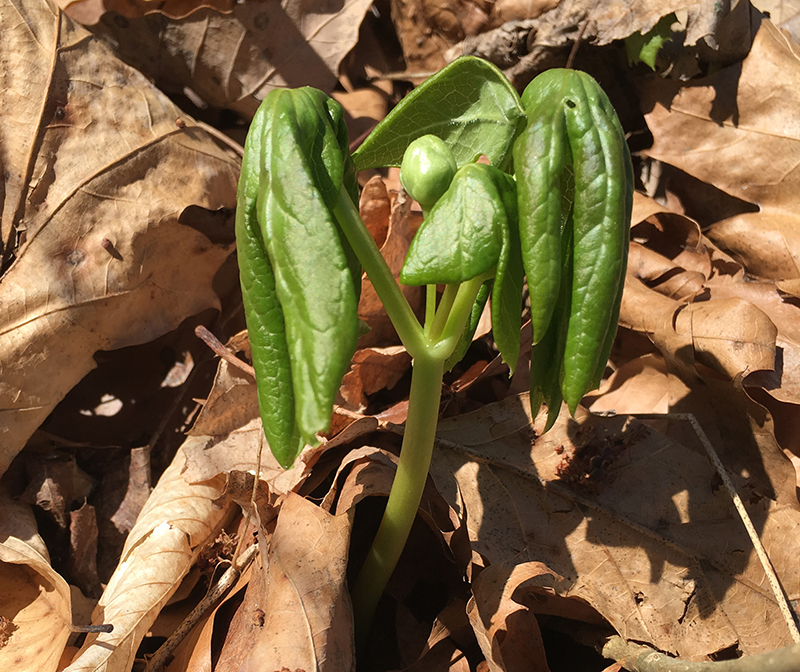 Mayapple