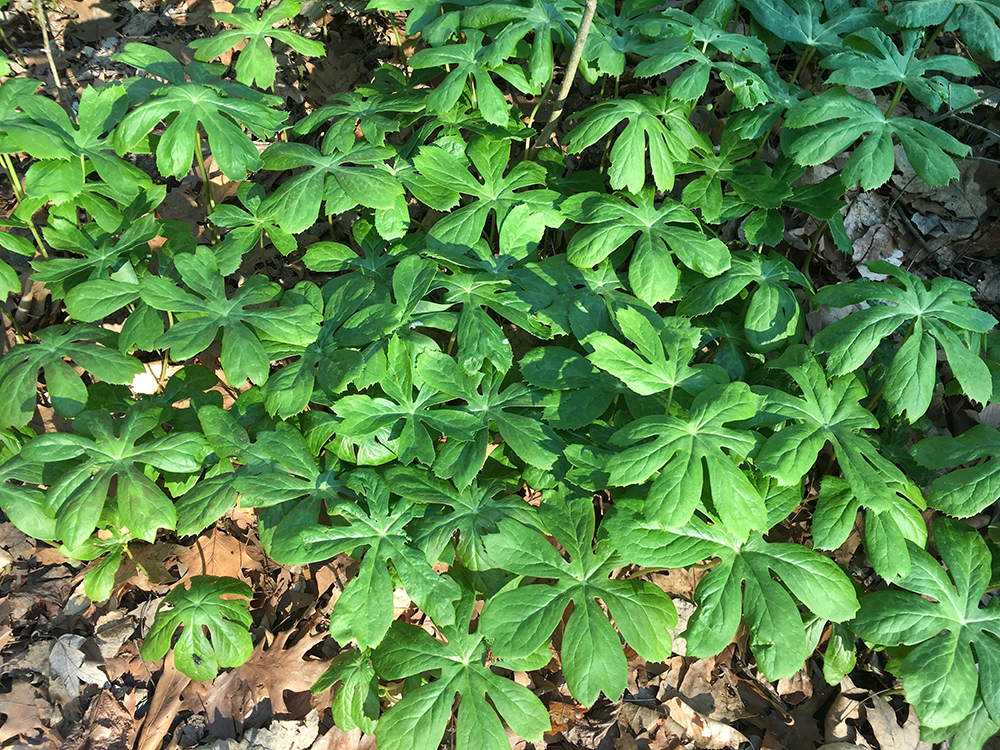 Mayapple