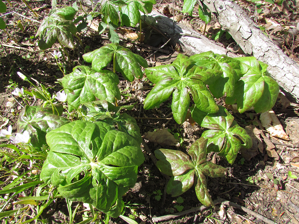 Mayapple