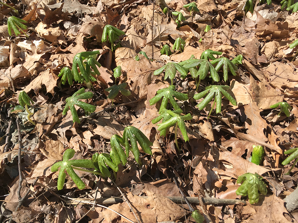 Mayapple