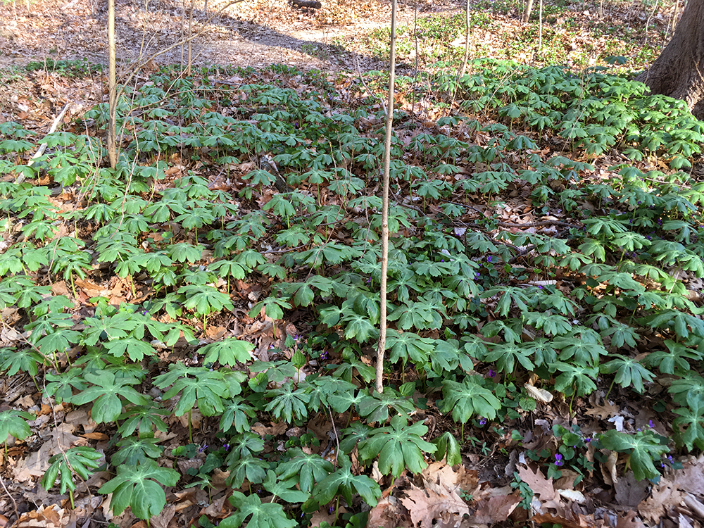 Mayapple