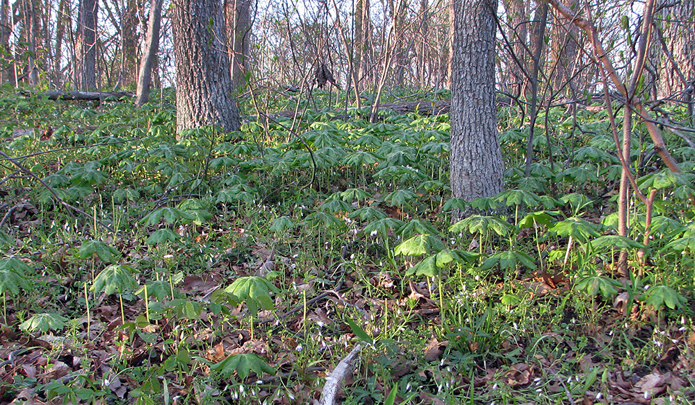 Mayapple