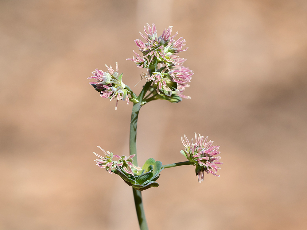 Early Meadow Rue female flowers