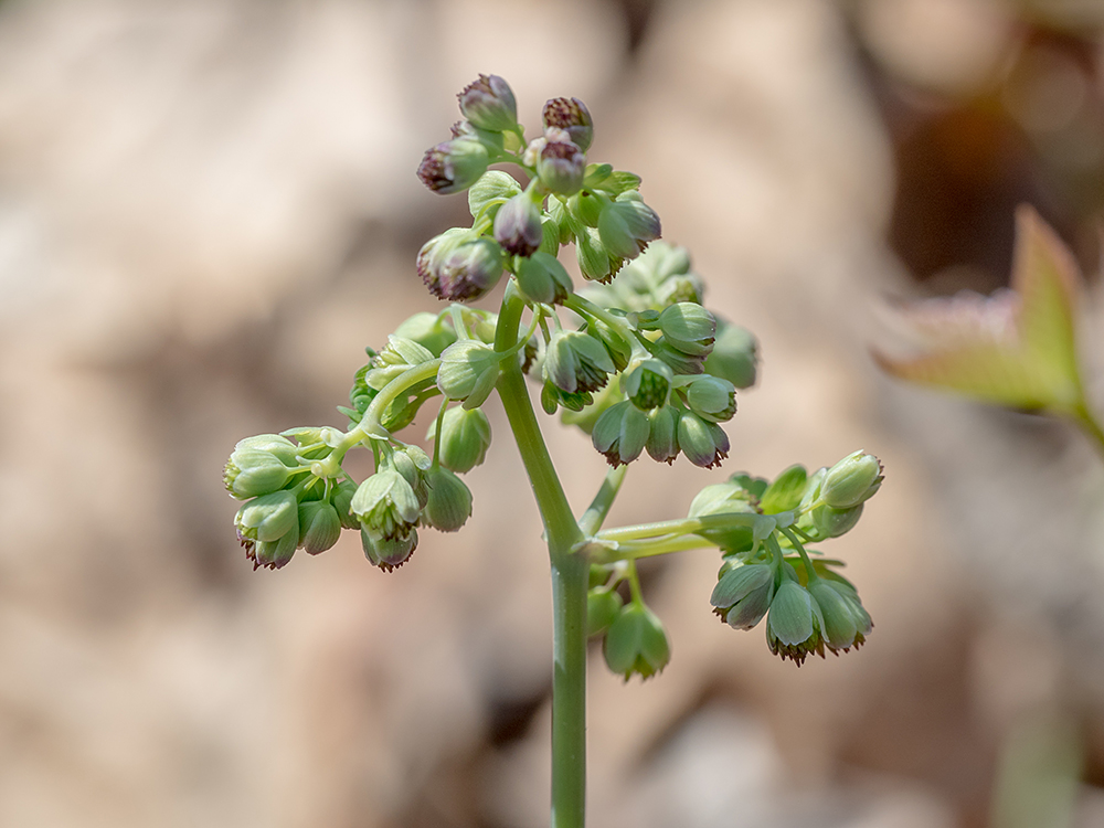 Early Meadow Rue flower cluster