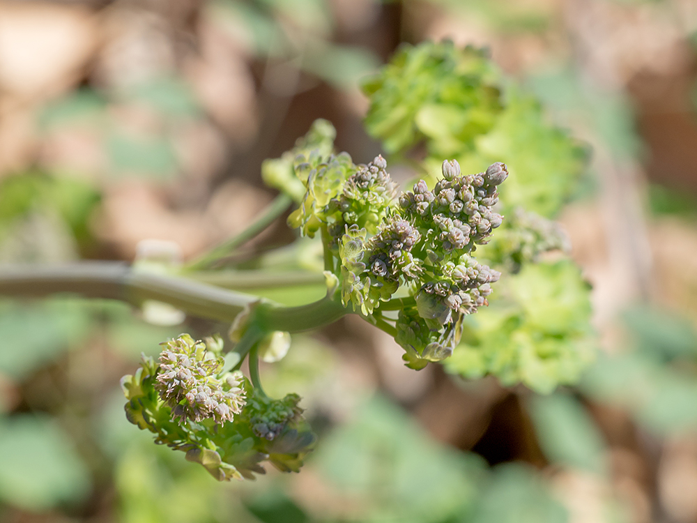 Early Meadow Rue flower cluster