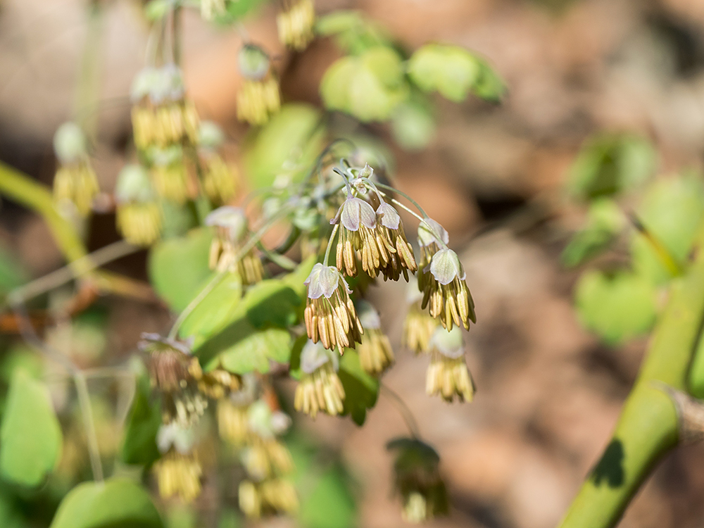 Early Meadow Rue male flowers