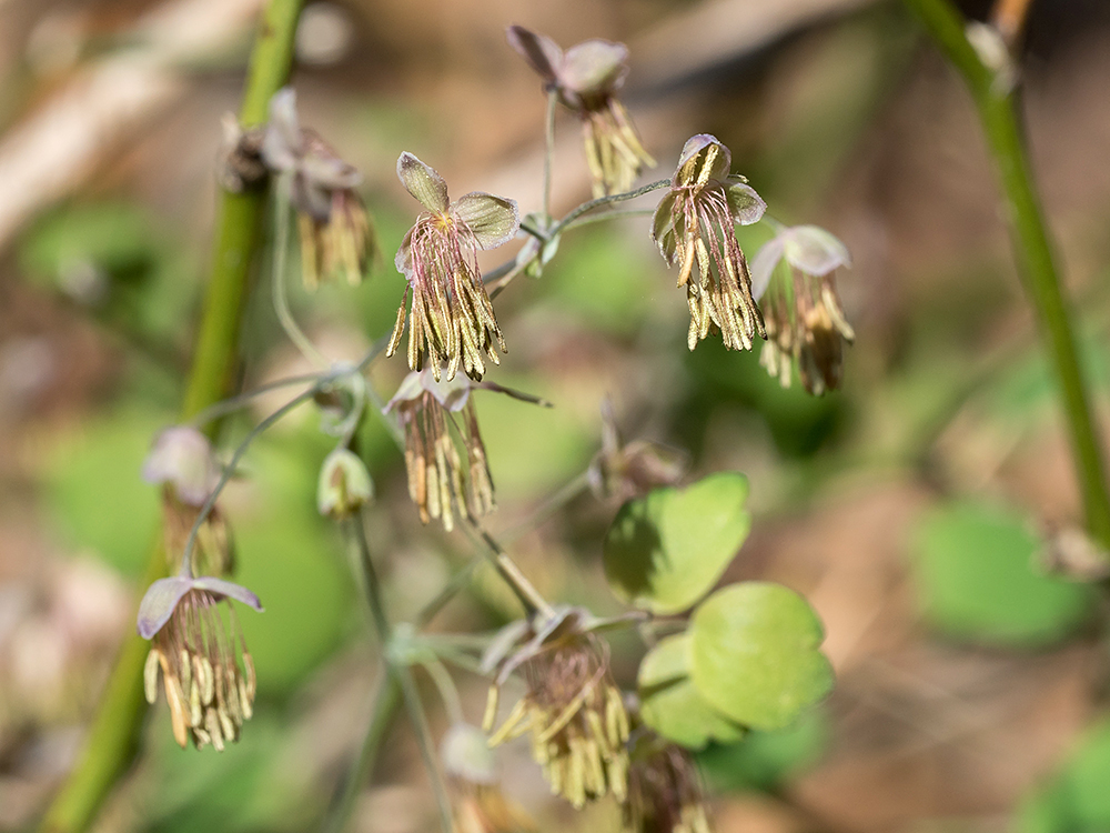 Early Meadow Rue male flowers