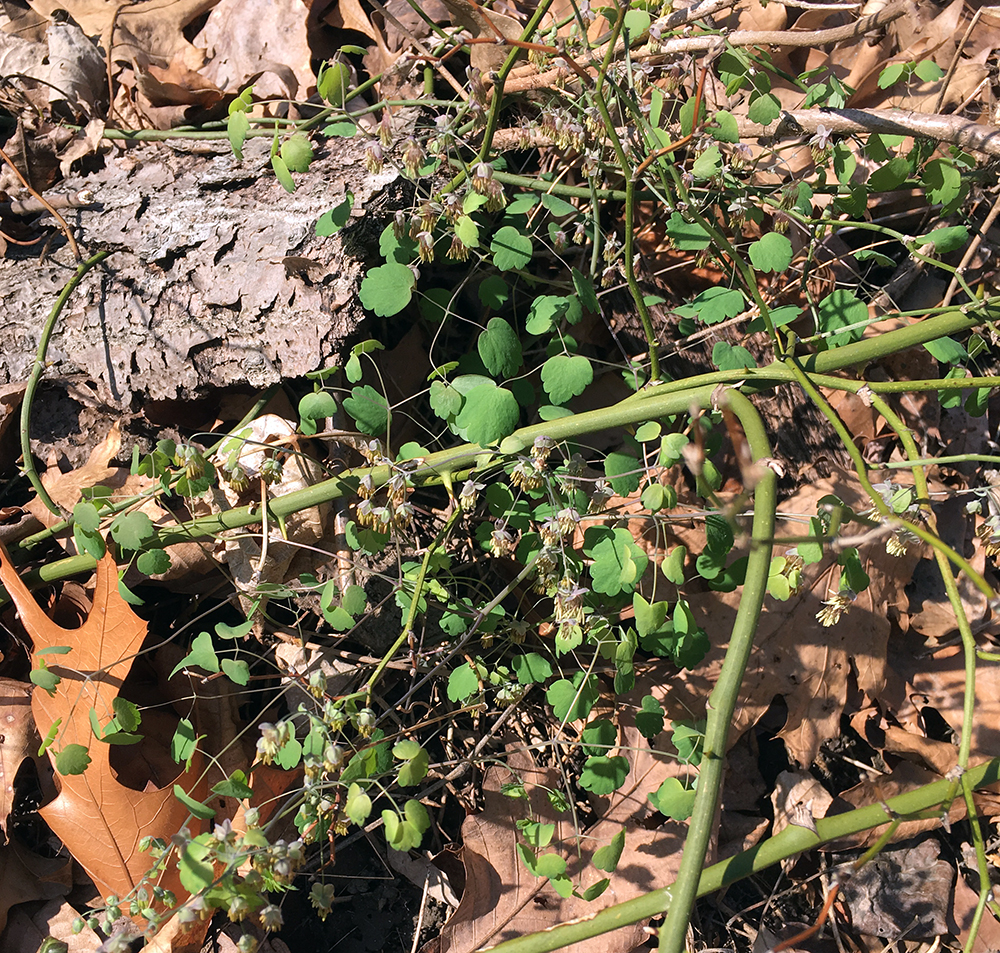 Early Meadow Rue leaves