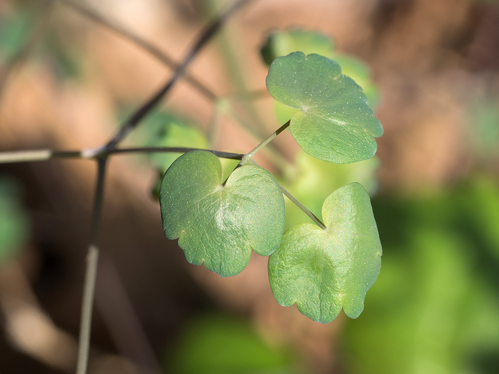 Early Meadow Rue leaves