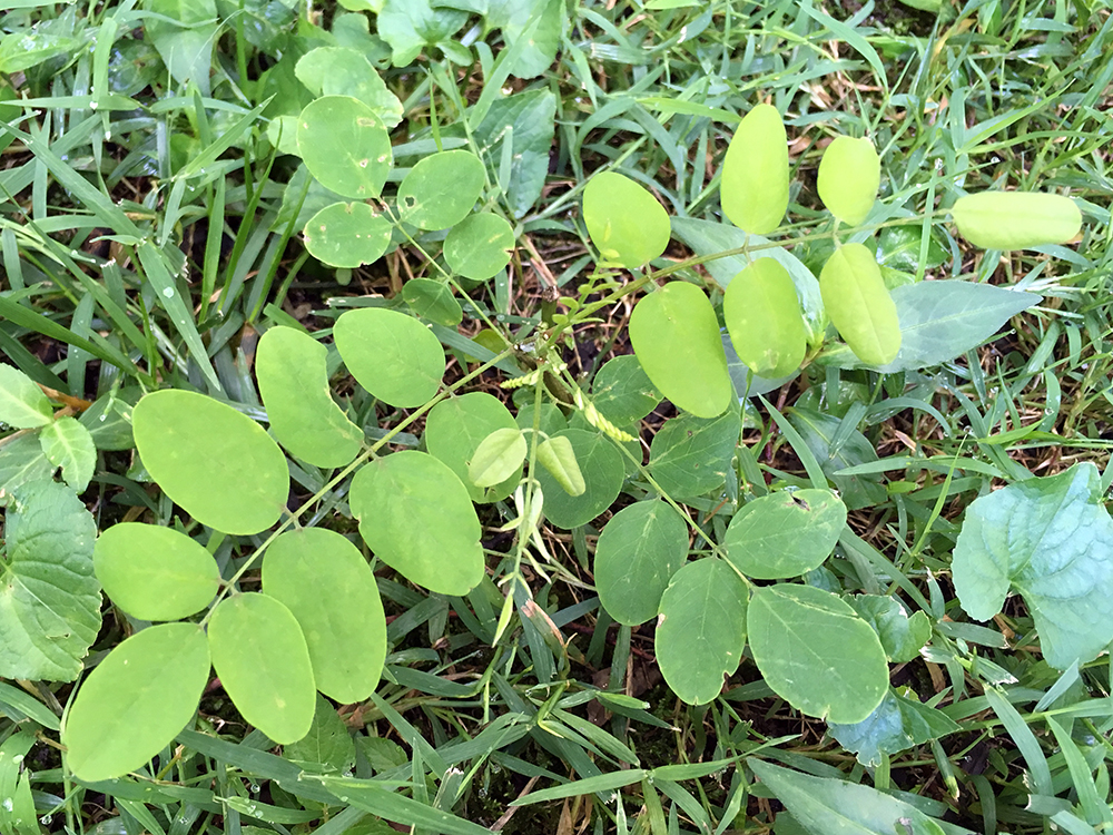 Black Locust seedling