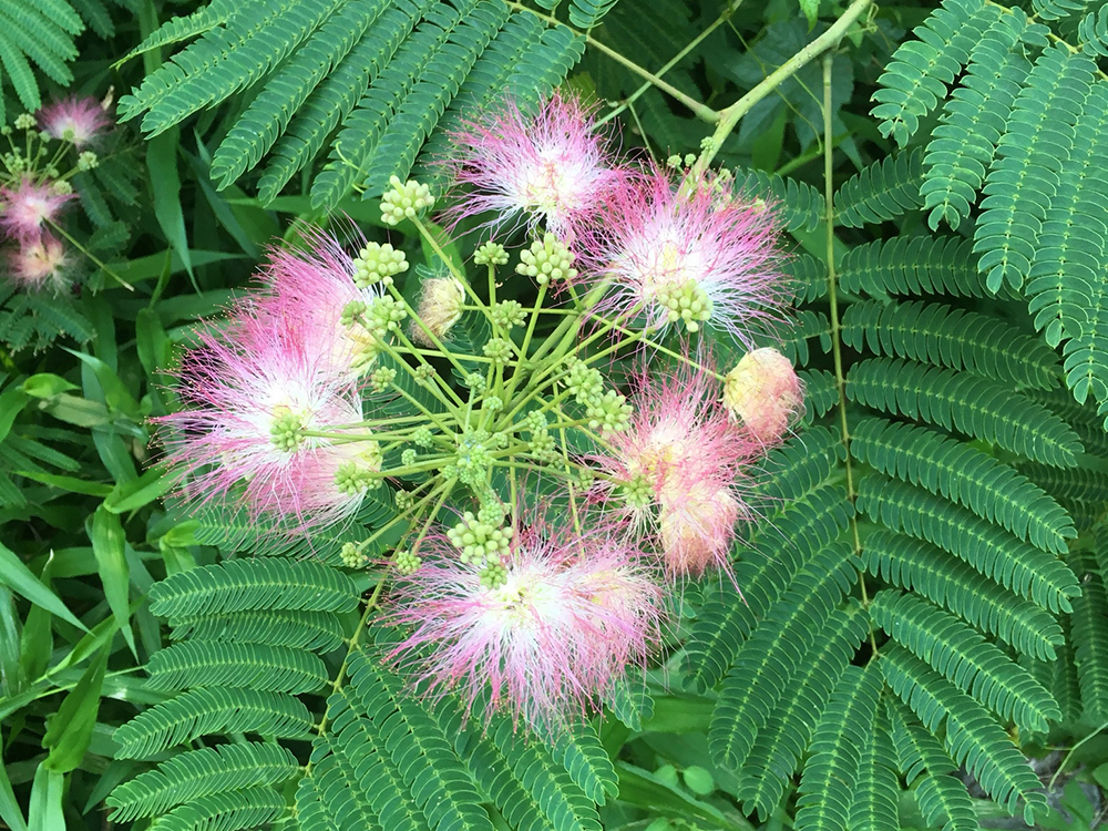 A cluster of Mimosa flowers and buds
