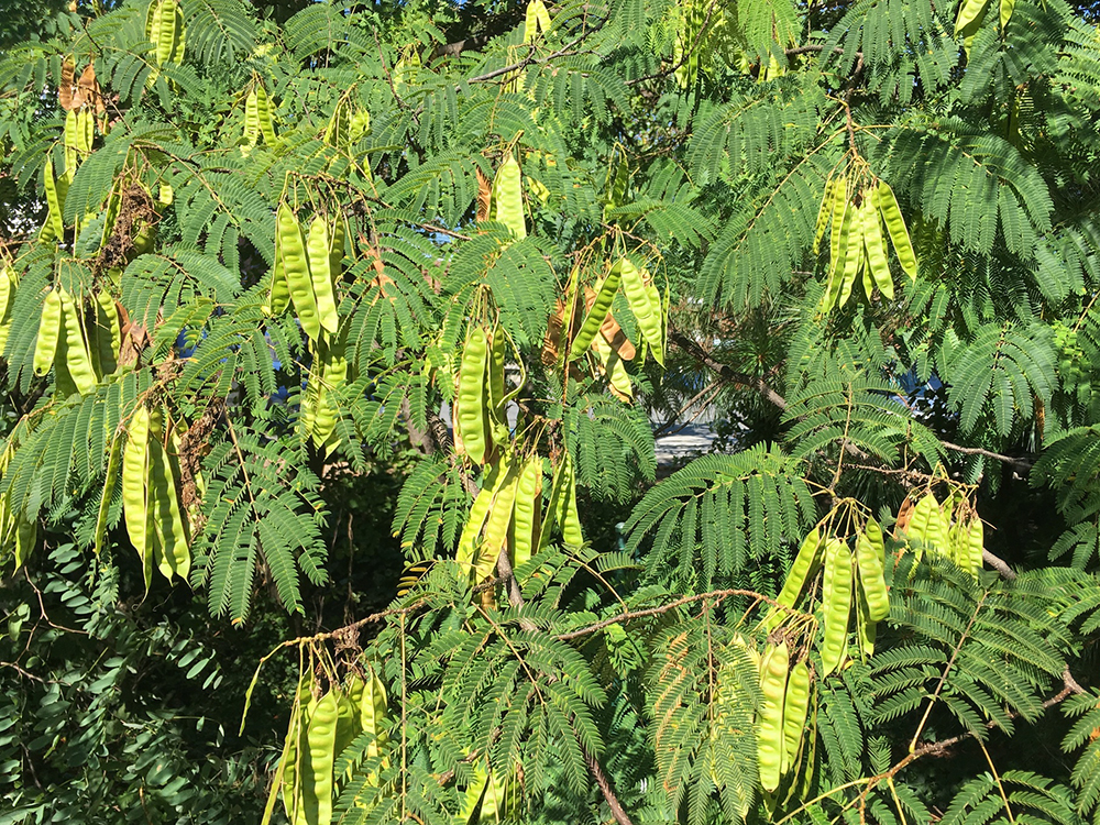 Mimosa Tree pods