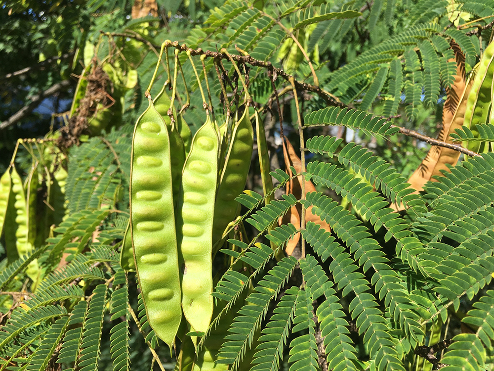 Mimosa Tree pods