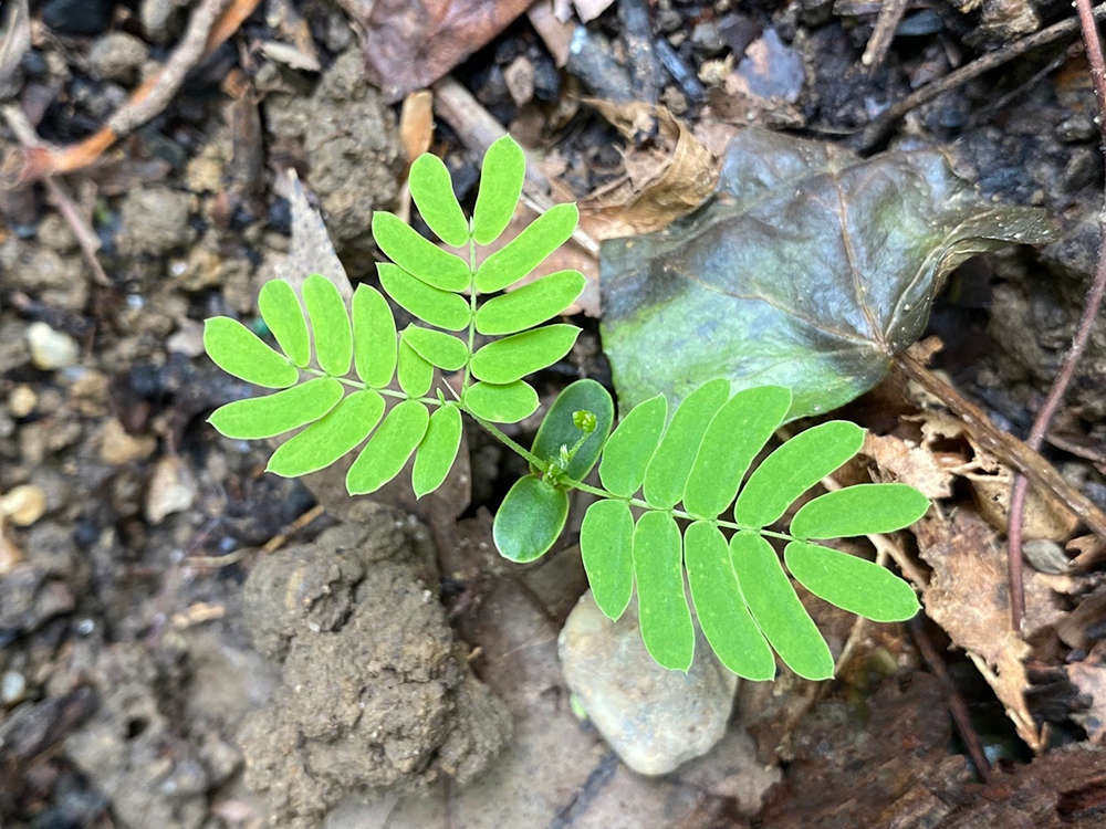 Mimosa Tree seedling