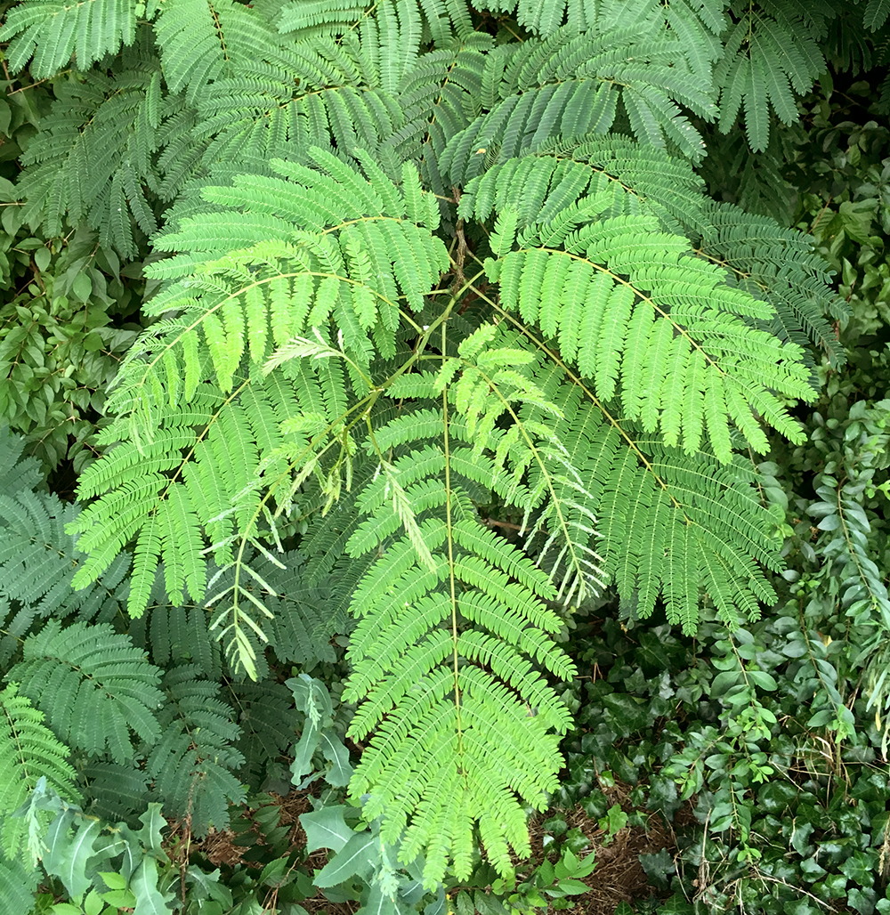 Mimosa leaves