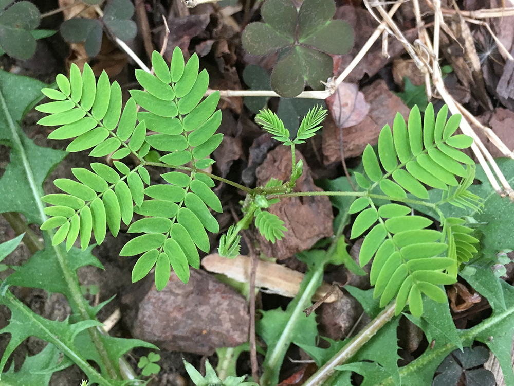 Mimosa seedling