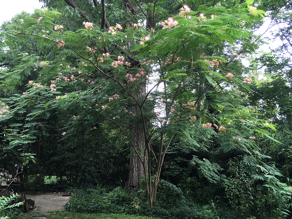 Mimosa Tree