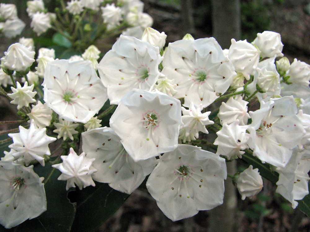 Mountain Laurel