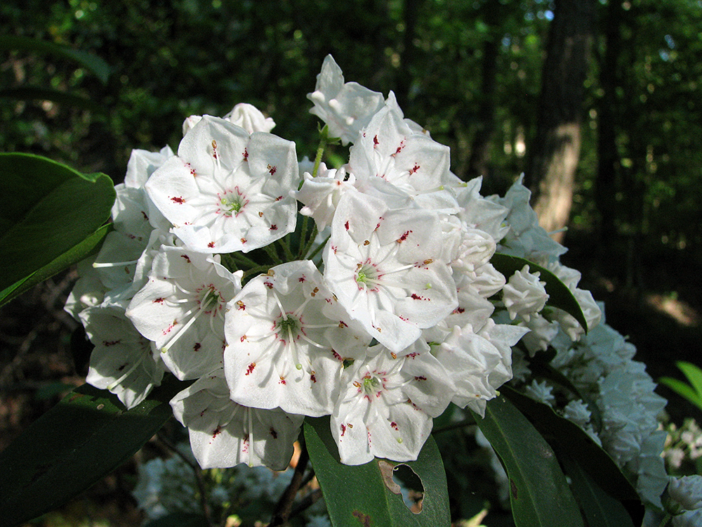 Mountain Laurel