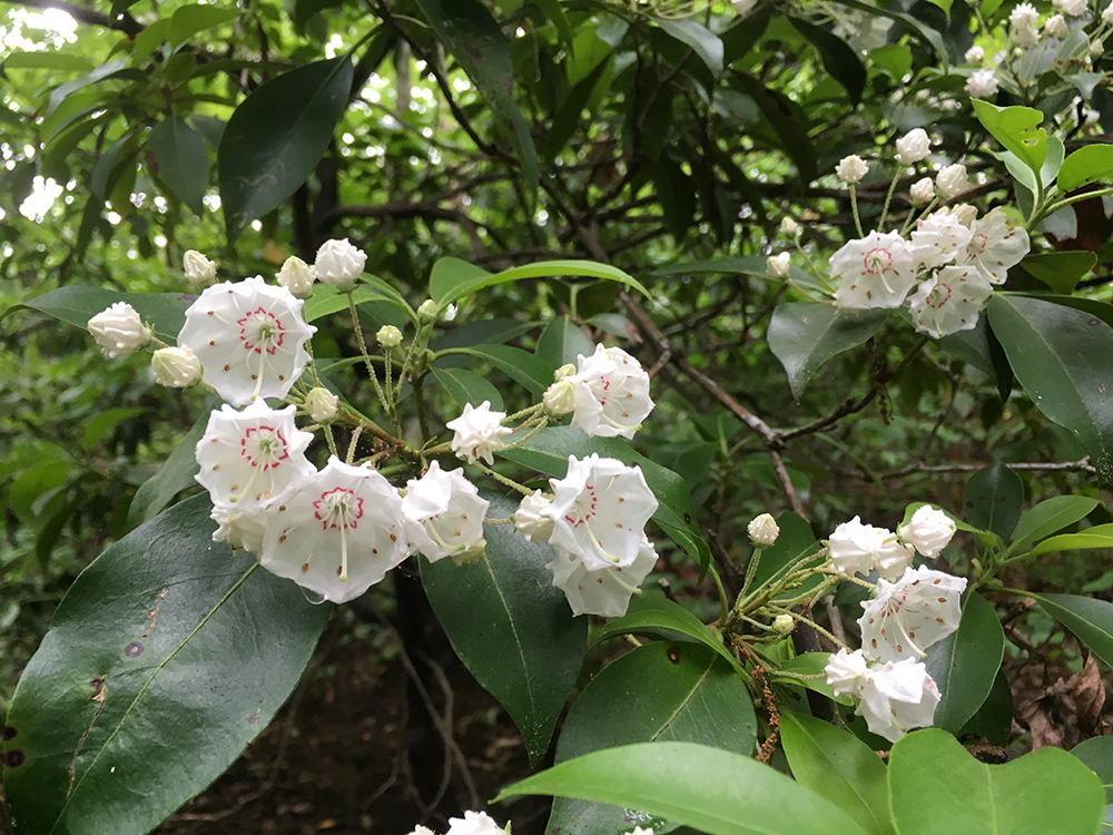 Mountain Laurel