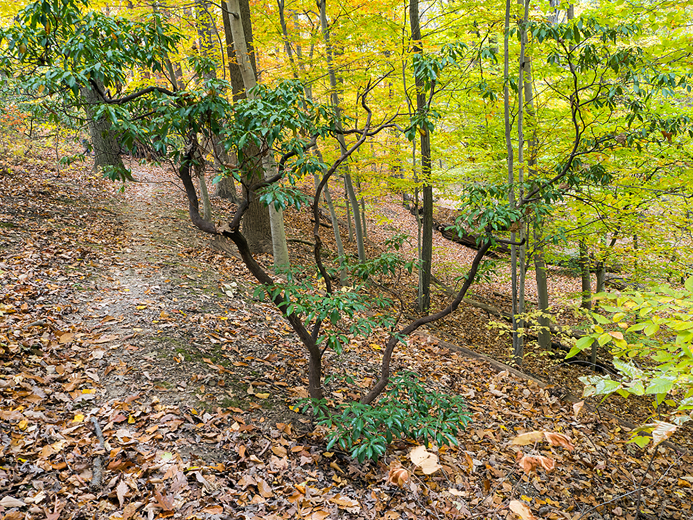 Mountain Laurel