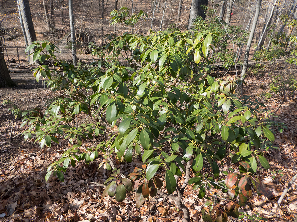 Mountain Laurel