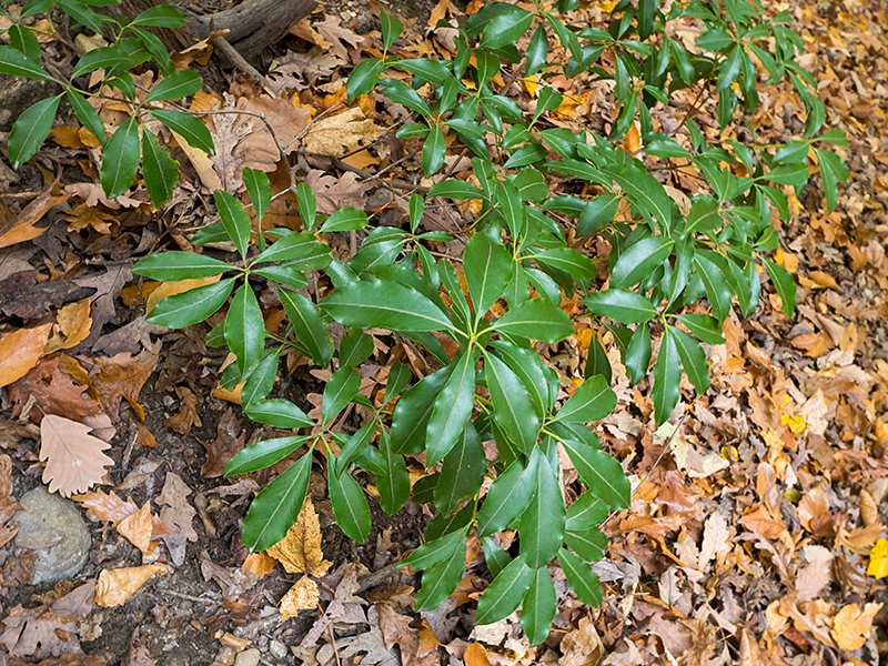 Mountain Laurel