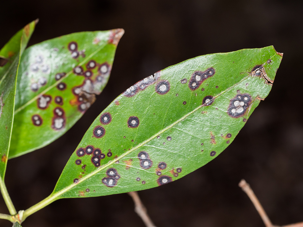 Mountain Laurel