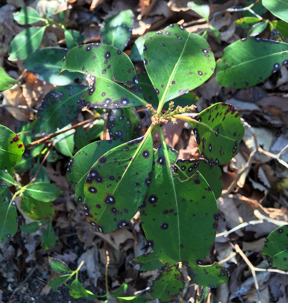 Mountain Laurel