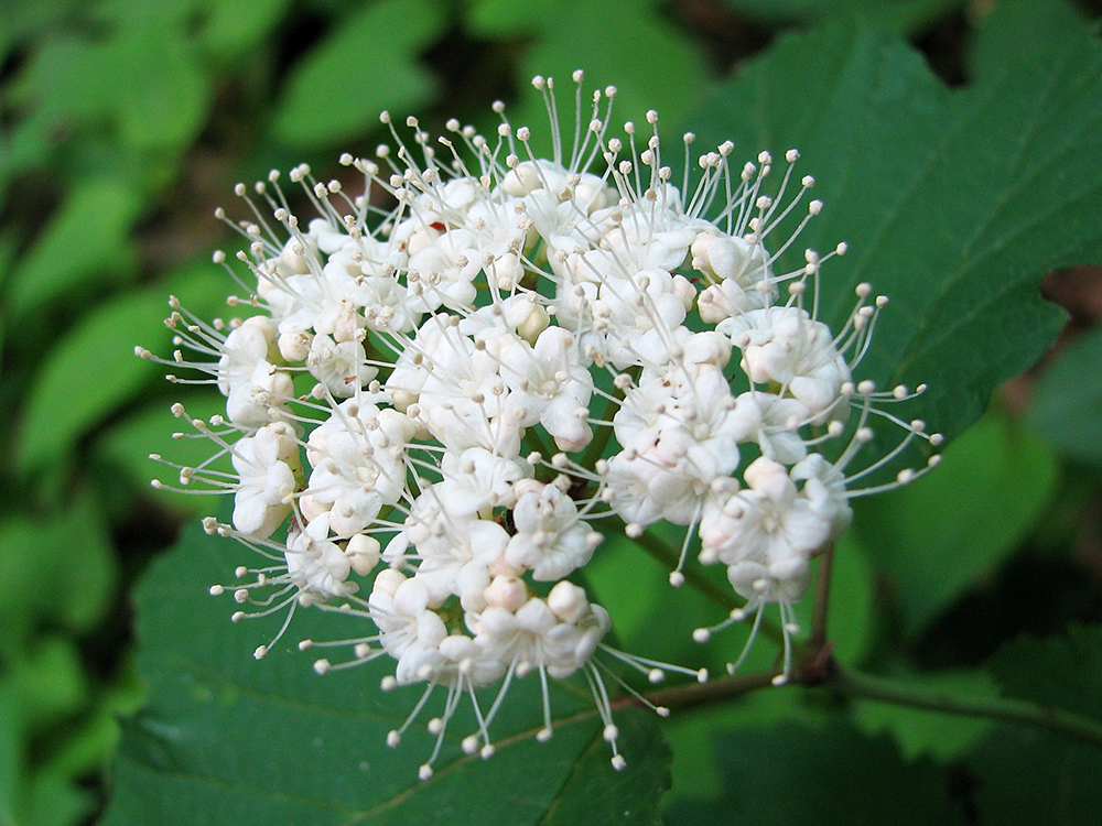 Mapleleaf Viburnum flowers