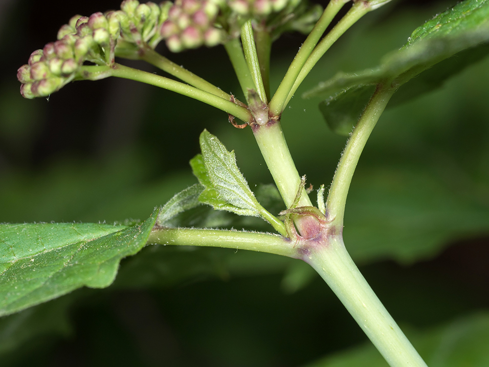 Mapleleaf Viburnum nodes