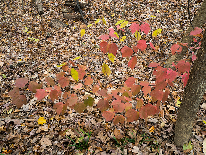 Mapleleaf Viburnum