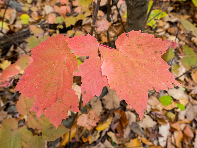 Mapleleaf Viburnum