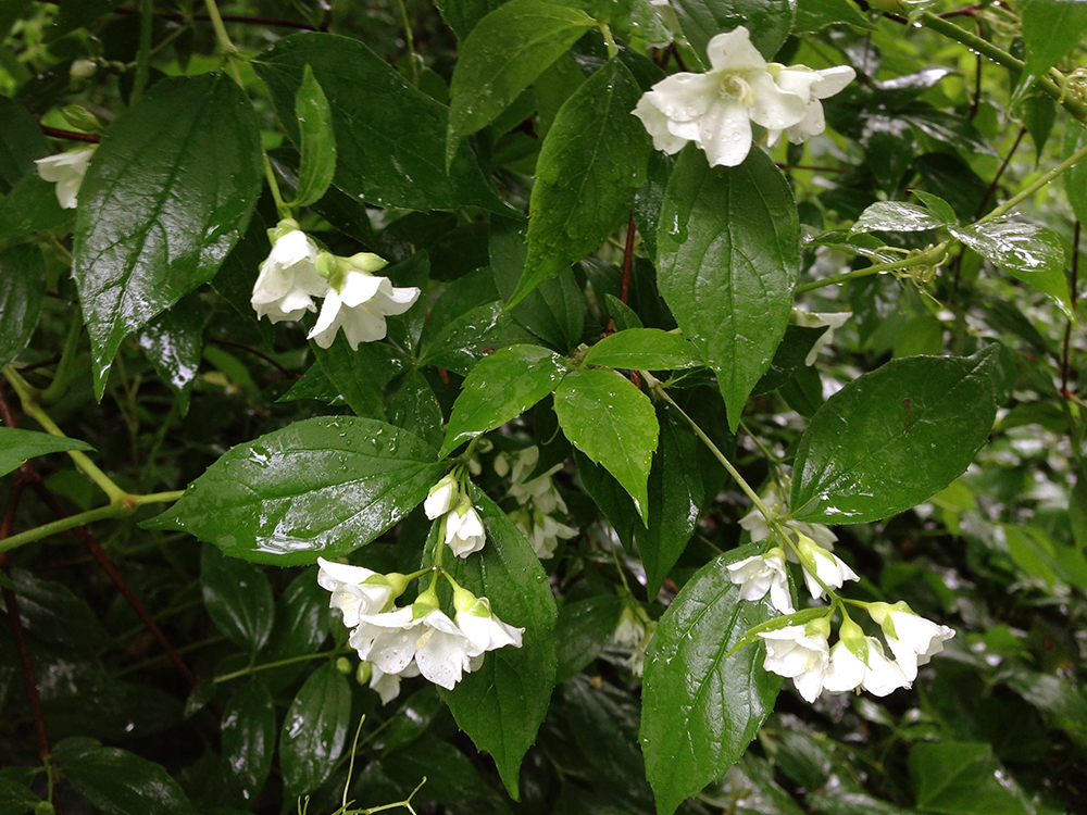 Sweet Mock-orange flowers