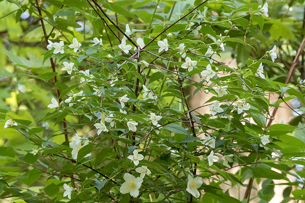 Sweet Mock-orange in bloom