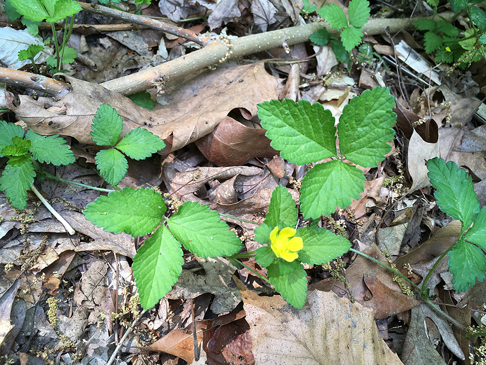 Mock Strawberry in bloom