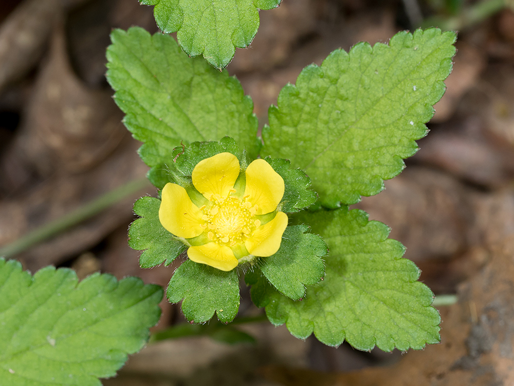 Mock Strawberry flower