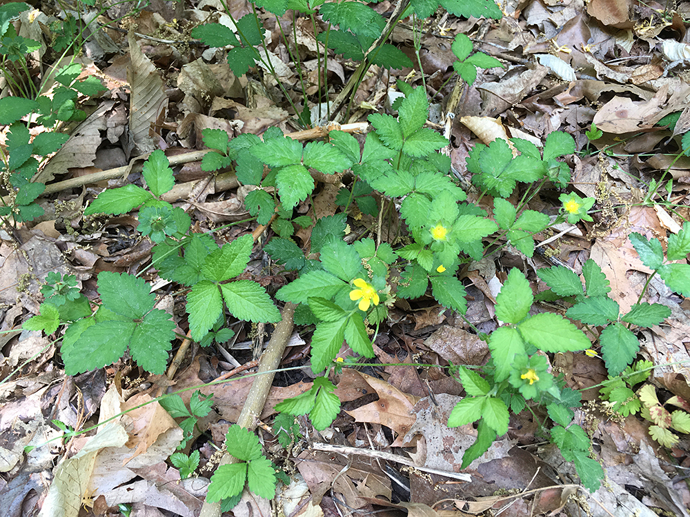 Mock Strawberry in bloom