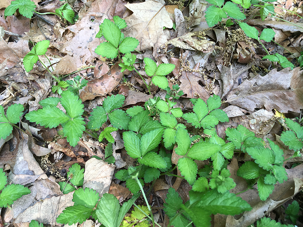 Mock Strawberry