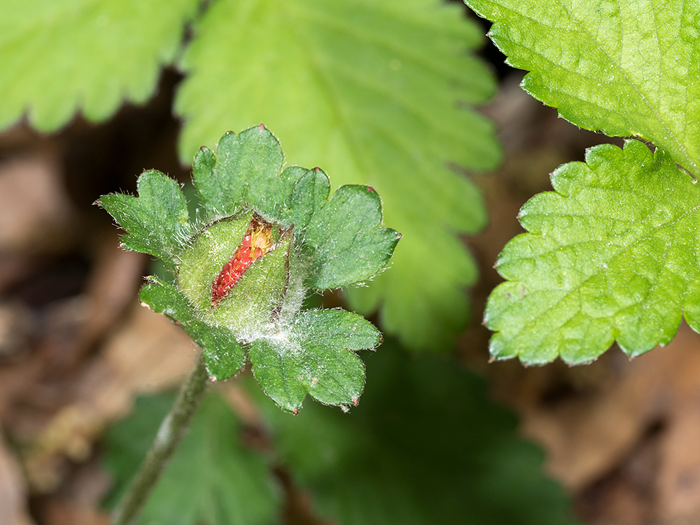 Mock Strawberry