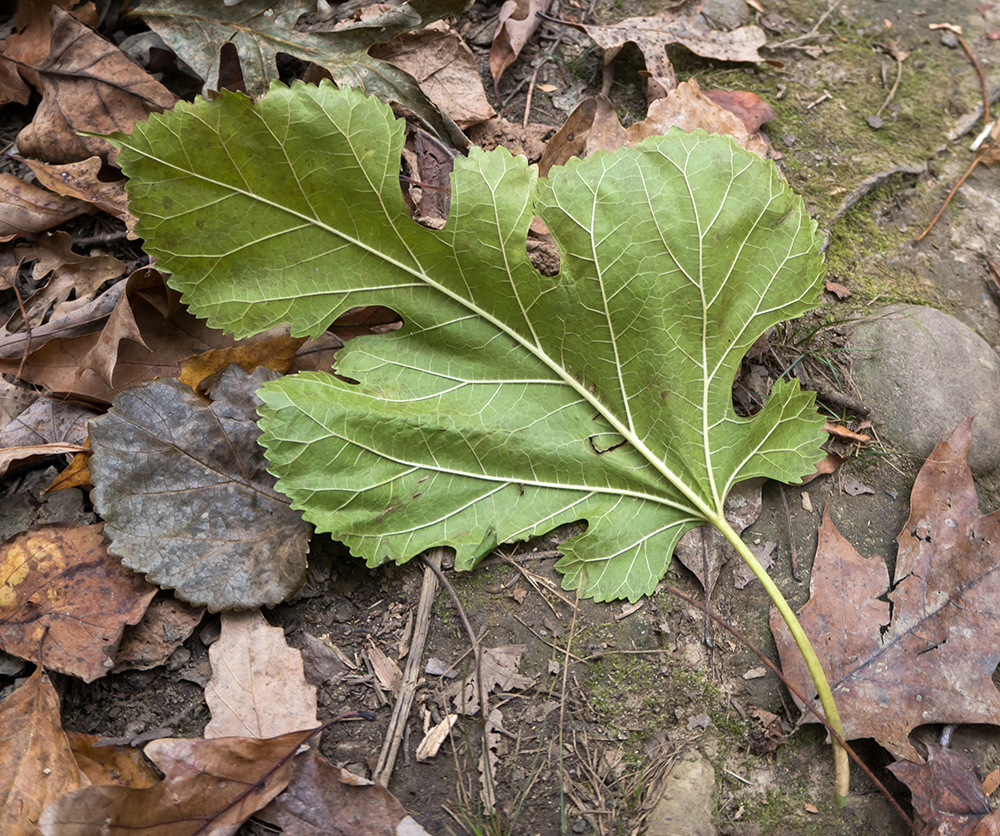 White Mulberry